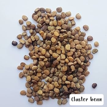 Seed